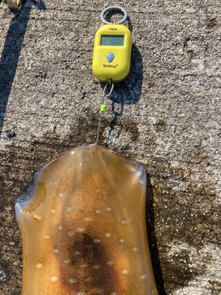 アオリイカ 1杯