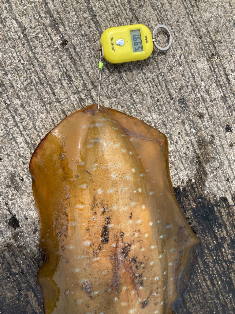 ヤエンシーズン終了