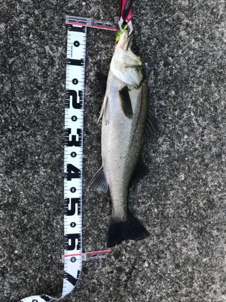 一ヵ月ぶりにシーバス！