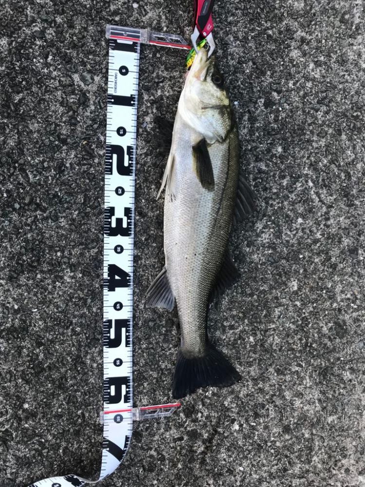 一ヵ月ぶりにシーバス!