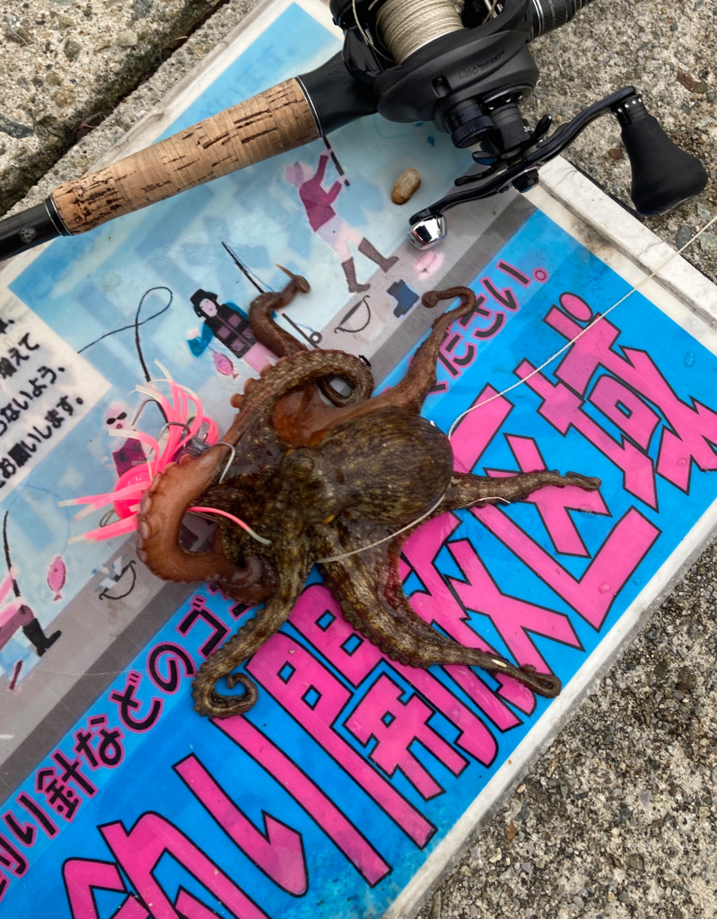 昨日と変わらず2蛸。。