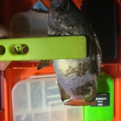 アジング、メバリング