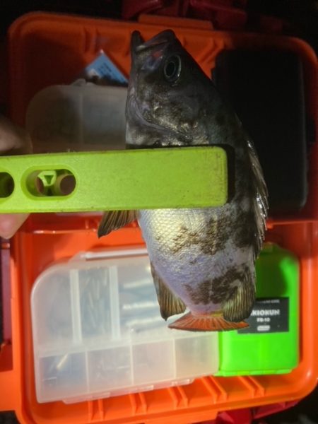 アジング、メバリング