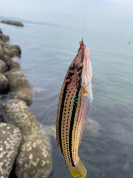 釣れるけど後が続かない