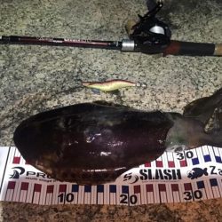 【アオリイカ】ベイトタックルで今年初GET