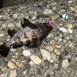 梅雨メバル不調！二見でメバリングするもアタリが無く激渋！！