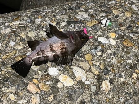 梅雨メバル不調！二見でメバリングするもアタリが無く激渋！！