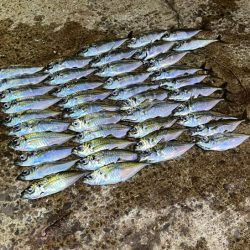 ２３ヴァンキッシュ１０００ＳＳＳＰＧ鱗付け