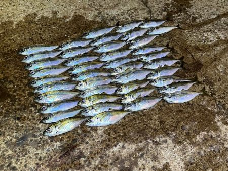 ２３ヴァンキッシュ１０００ＳＳＳＰＧ鱗付け