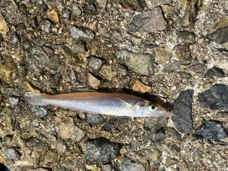 姫路のキス釣りはピンギスばかりで良いサイズ…