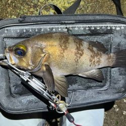 姫路でメバリング｜梅雨メバル高活性で爆釣モード！