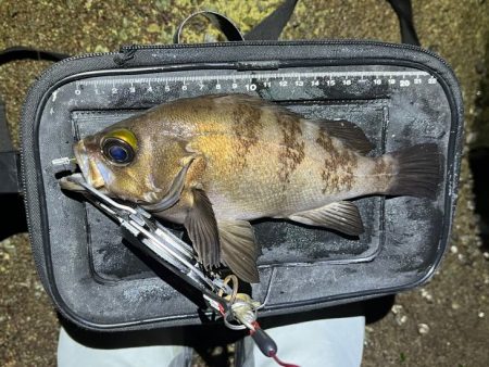 姫路でメバリング｜梅雨メバル高活性で爆釣モード！