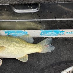 矢橋帰帆島沖46cm