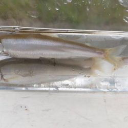 琵琶湖で小鮎釣り