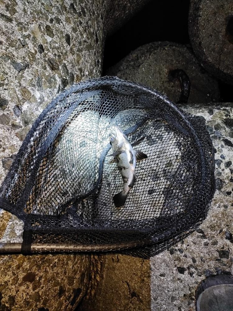 メバリング@りんくう