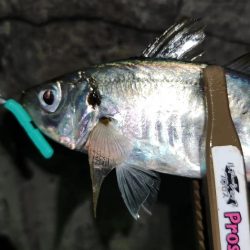 ところ変わり・・・