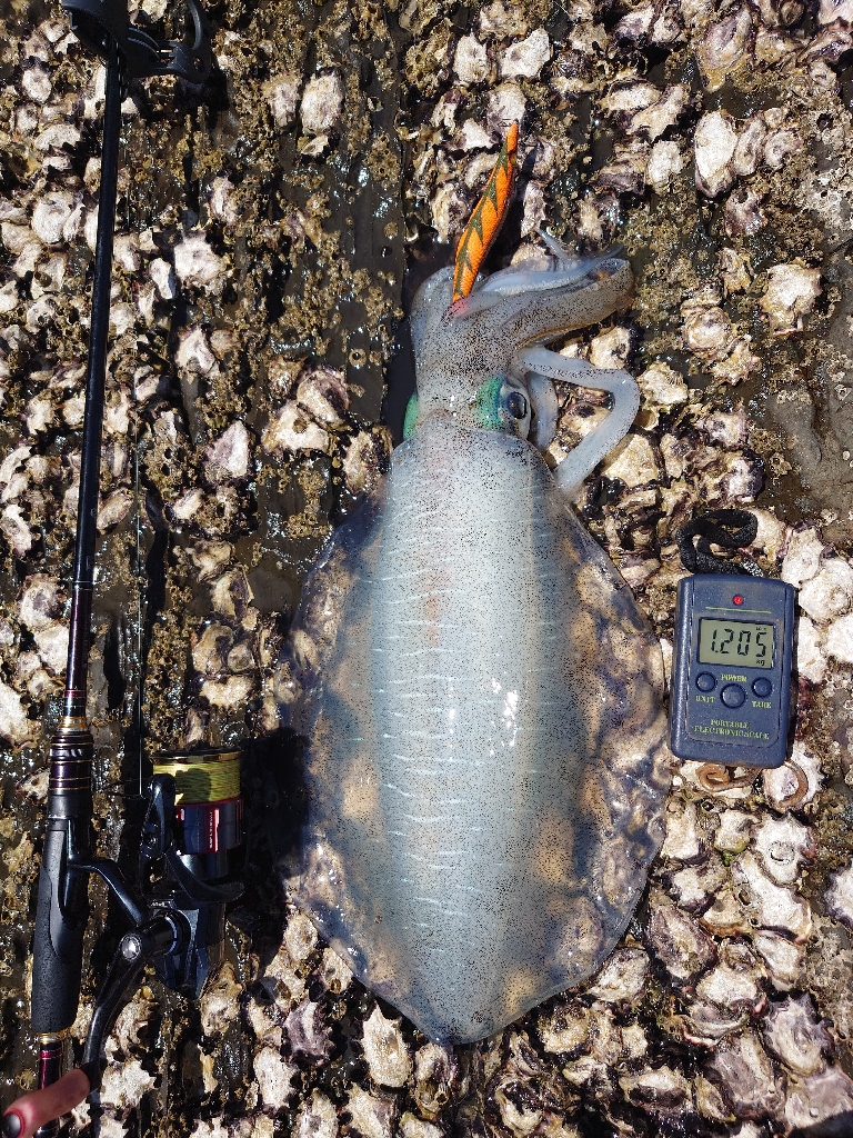 ランガンエギングIN対馬