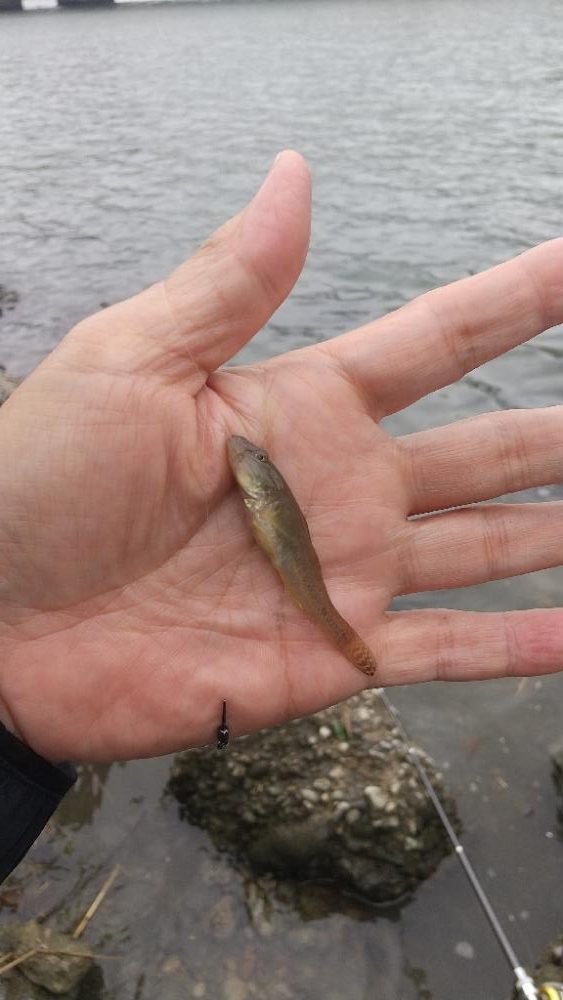 手長エビ～ようやく…