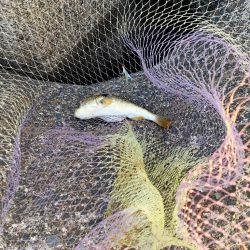 漁船パターンとクサフグ