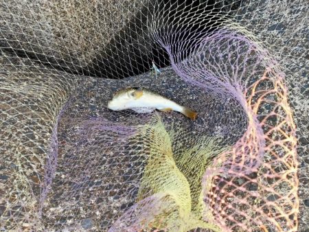 漁船パターンとクサフグ