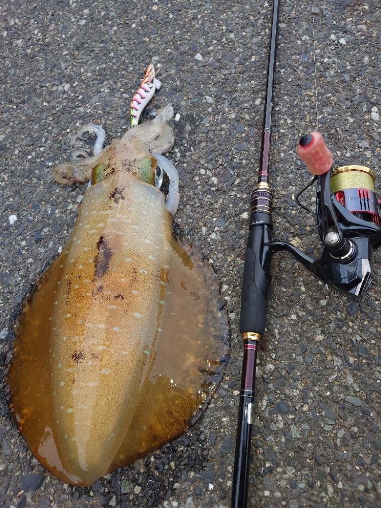 夕方短時間エギングIN対馬