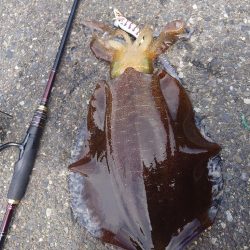 ランガンエギングIN対馬