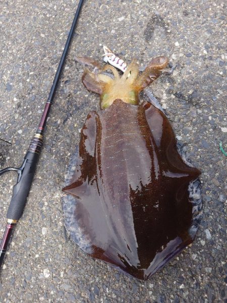 ランガンエギングIN対馬