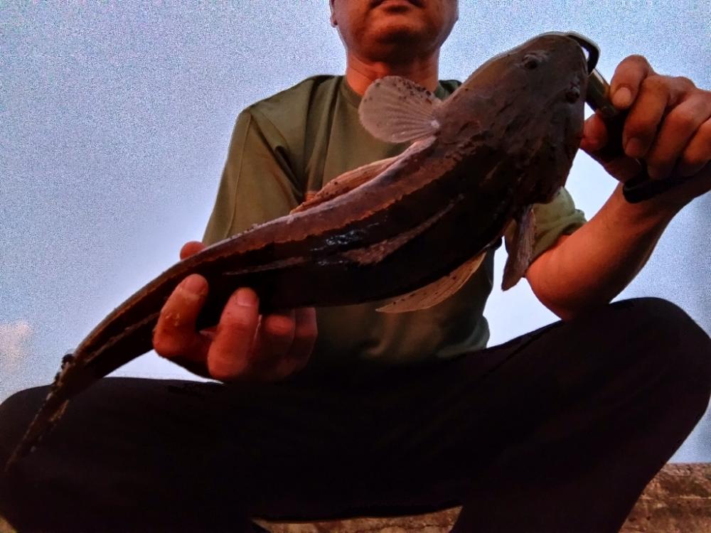 マゴチ釣れました。