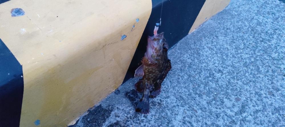 目当ての魚は釣れず