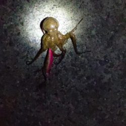 🐙ミニモニタコちゃん&#x…