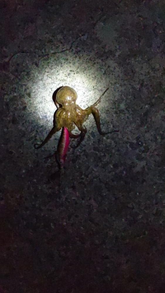 🐙ミニモニタコちゃん🐙