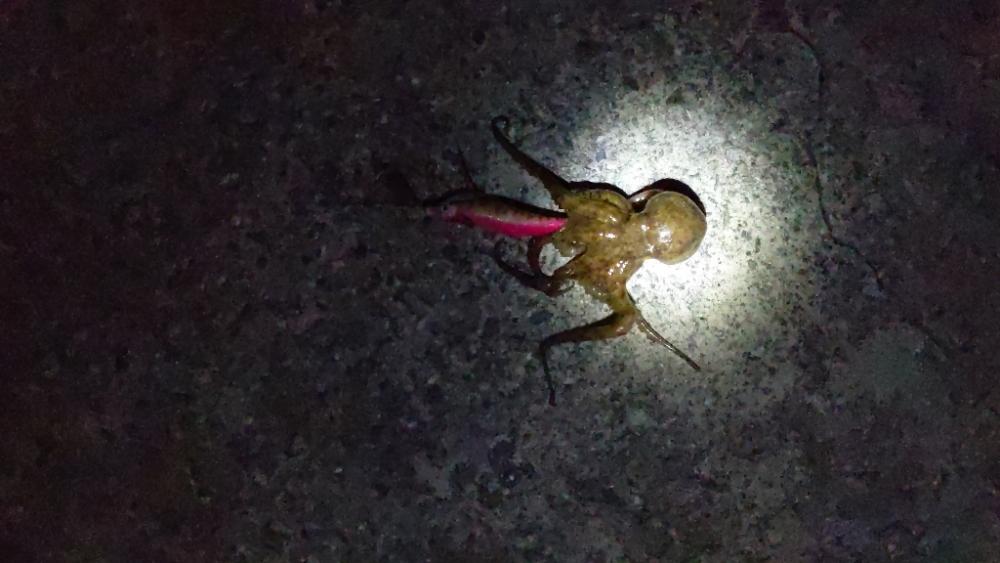 🐙ミニモニタコちゃん&#x…