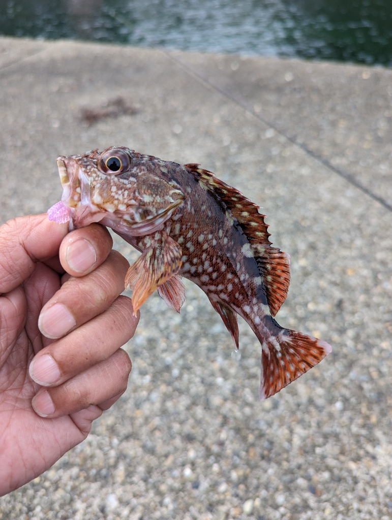 陸っぱり釣行記