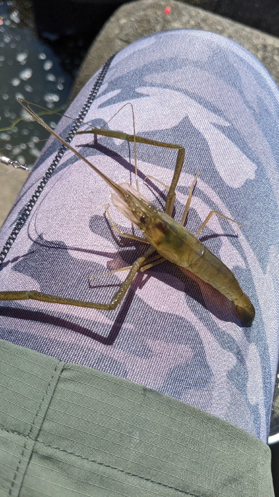 霞ヶ浦テナガエビ 絶好調