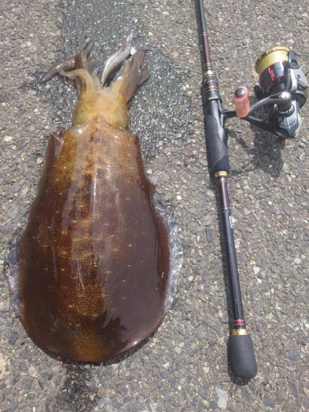 ぷち遠征エギング②IN対馬