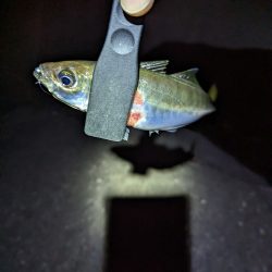 陸っぱり釣行記