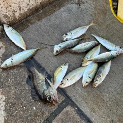 結局アジングで良いのよ