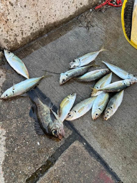 結局アジングで良いのよ