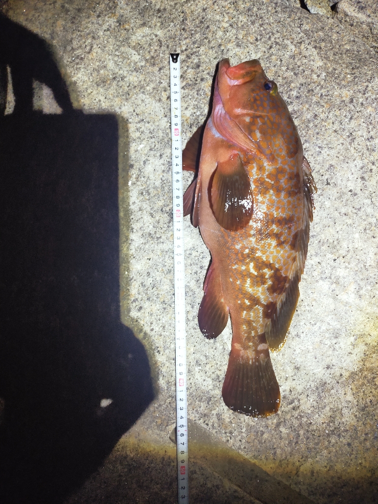 シーズンイン！