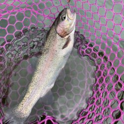 釣食浪漫 ～釣って食べて家庭円満～