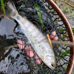 梅雨時は日本海を釣れ