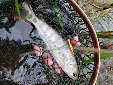 梅雨時は日本海を釣れ