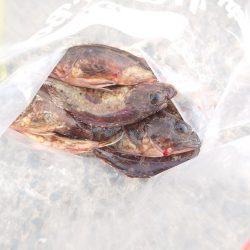 まだ小さいアコウ