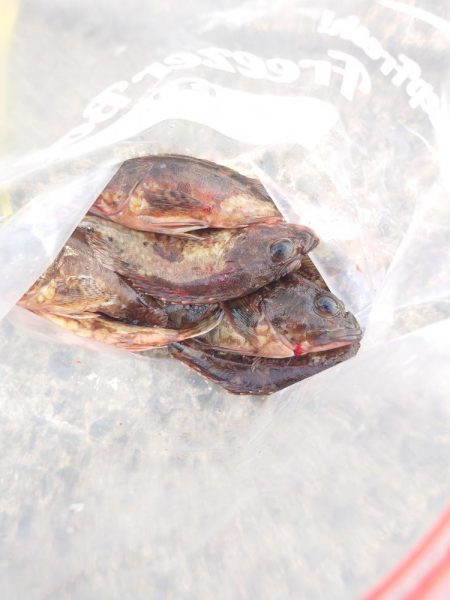 まだ小さいアコウ