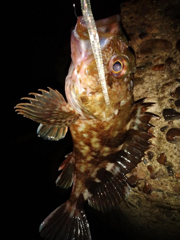 ちょい釣り20230624