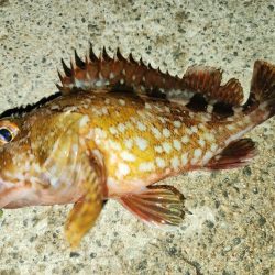 ライトロックゲーム