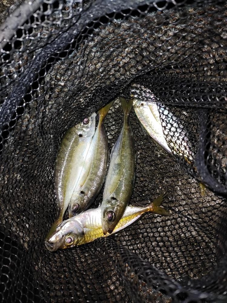 アジングメバリング@泉南