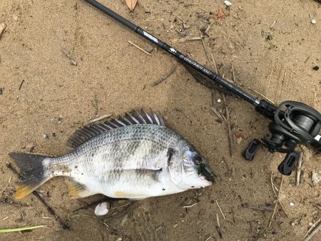 赤水でもバイト連発