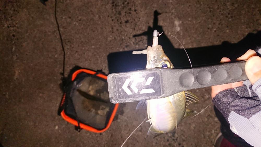 やっぱりアジング難しい