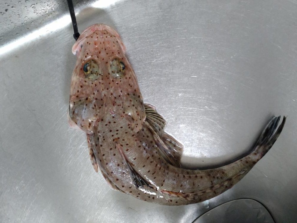 大爆死も何とか捻り出し